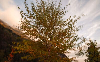 Einladung zur Eröffnung des Friedensforstes in Pörtschach