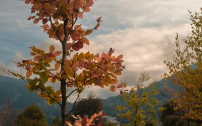 Einladung zur Eröffnung des Friedensforstes in Kellerberg